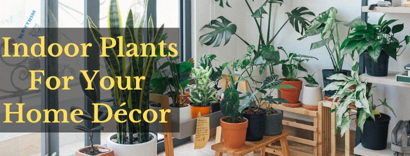 Most Demanding Indoor Plants to Liven Up Your Home Decor